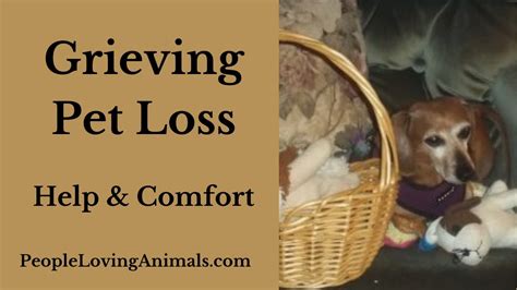 Coping with the Overwhelming Grief after Losing a Cherished Canine Companion