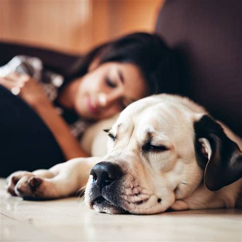 Could Canine Dreams Reflect Their Daily Experiences?
