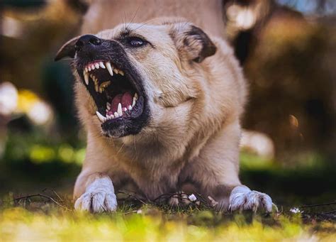 Could Dog Biting Dreams Indicate Potential Aggression?
