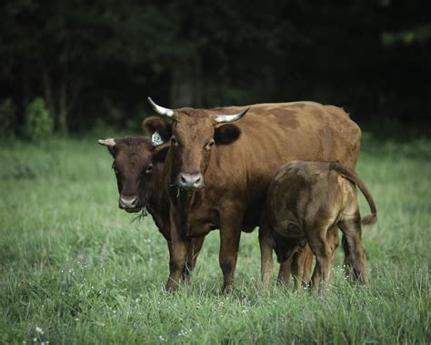 Cracking the Enigmatic Messages within Dreams of Bovine Creatures