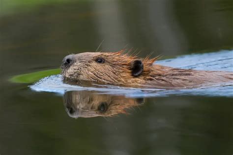 Cracking the Symbolism: Interpretation of Beaver Bites within Dreamscapes