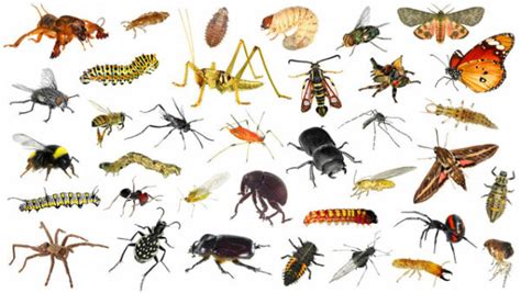 Crawling Creepers: Unraveling the Diversity of Bug Species in Dreamscapes