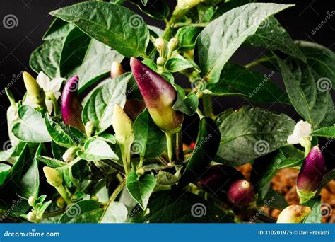 Creating Optimal Growing Conditions for Vibrant Capsicum Annuum