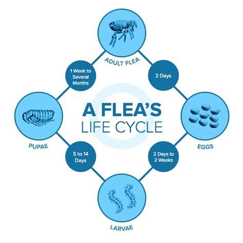 Creating a Flea-Free Environment: Understanding Their Behavior