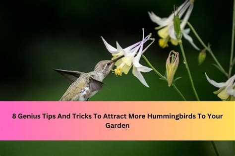 Creating a Haven for Tiny Jets: Tips and Tricks to Attract Hummingbirds to Your Garden