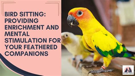 Creating an Ideal Environment for your Feathered Companion