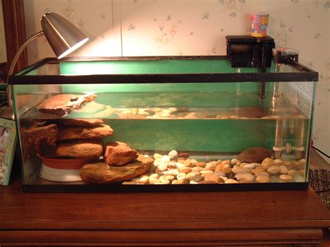 Creating an Ideal Habitat for Your Aquatic Pets