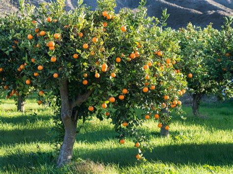 Cultivate High-Quality Varieties of Oranges