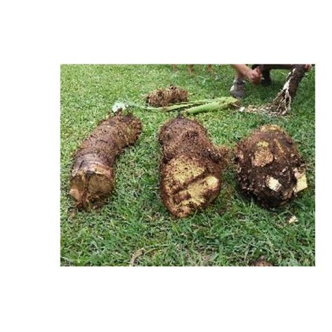 Cultivating Cocoyam: An Nutritive Underground Tuber