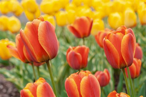 Cultivating Gorgeous Yellow Tulips: Tips for Ensuring Long-lasting Splendor