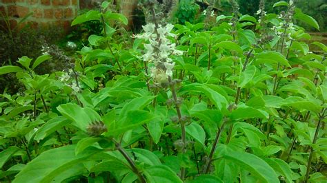 Cultivating Tulsi at Home: A Beginner's Guide to Growing Your Own Sacred Herb