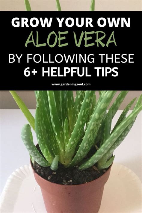 Cultivating Your Own Aloe Vera: Tips for Successful Growth