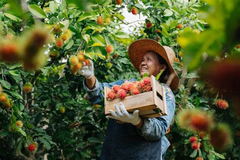 Cultivating and Harvesting the Golden Tropical Fruit