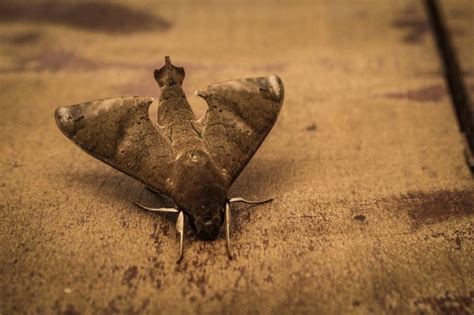 Cultural Beliefs and Superstitions Surrounding Dreams of Moths Entering the Ear