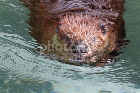 Cultural Perspectives: Interpreting Encounters with Terrifying Beavers in the Realm of Dreams