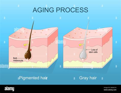 Cultural Perspectives: Perception of Graying Hair and the Aging Process in Various Societies