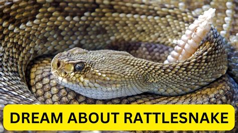 Cultural Perspectives: Rattlesnakes as Good or Evil Omens