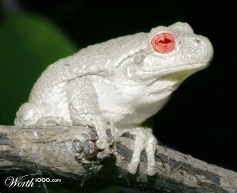 Cultural Significance: Albino Frogs in Folklore and Traditional Beliefs