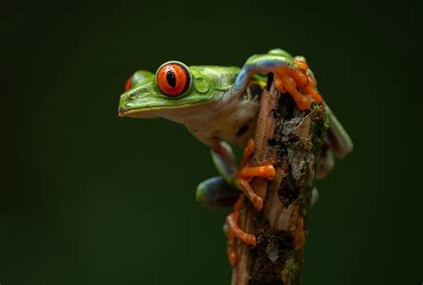 Cultural Significance: The Tree Frog Symbol in Different Traditions