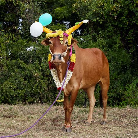 Cultural Significance of Cows in Tamil Nadu