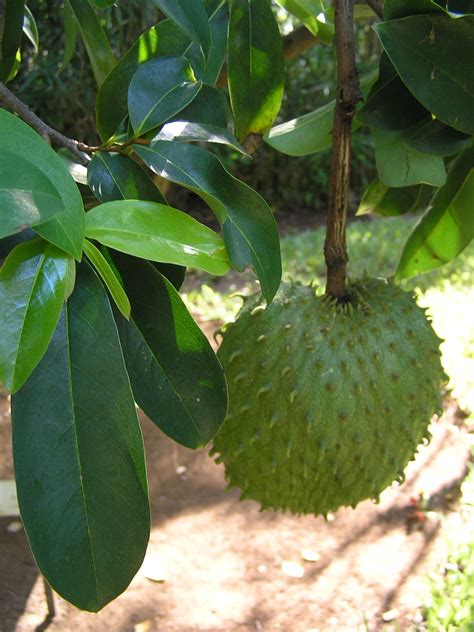 Cultural Significance of Soursop in Native Communities