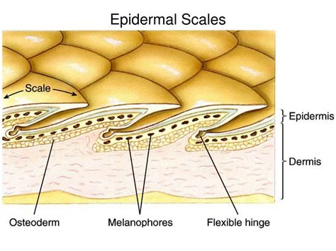 Cultural Variations: Diverse Interpretations of Dreams Involving Shedded Epidermal Scales