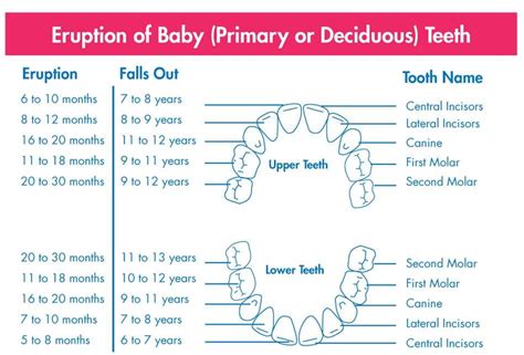 Cultural and Historical Beliefs Surrounding the Phenomenon of Infant Tooth Eruption