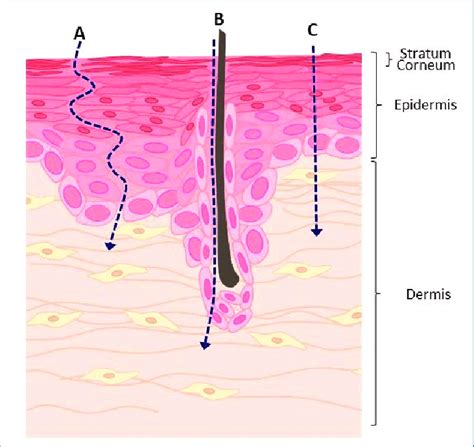 Cultural and Historical Perspectives on Dreams Involving the Penetration of Needles through the Epidermis