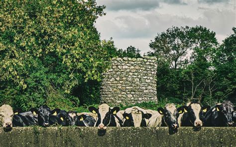 Cultural and Historical Perspectives on the Symbolism of Milking Cows in Dreams