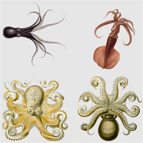 Cultural and Historical References to Cephalopods and Marine Creatures in Symbolism