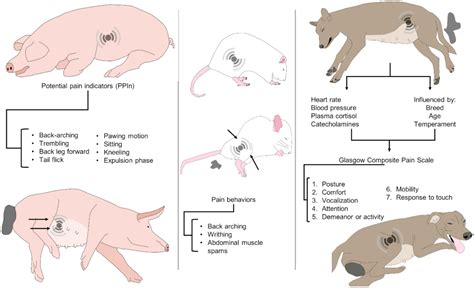 Cultural and Mythological Significance of Swine and Parturition