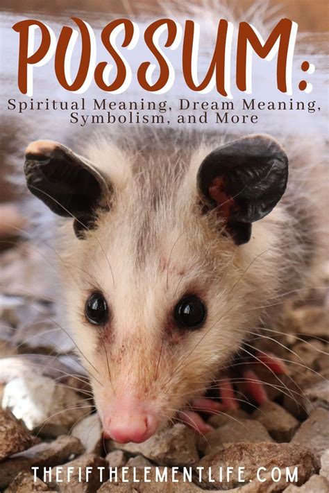 Cultural and Spiritual Symbolism of Possums in Dreams