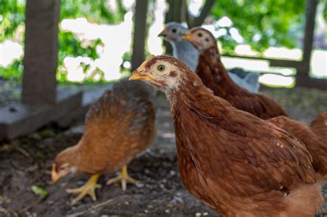 Culture's fixation on the vitality and dynamism of juvenile hens