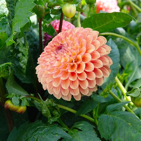 Dahlia Demented: A Rising Star