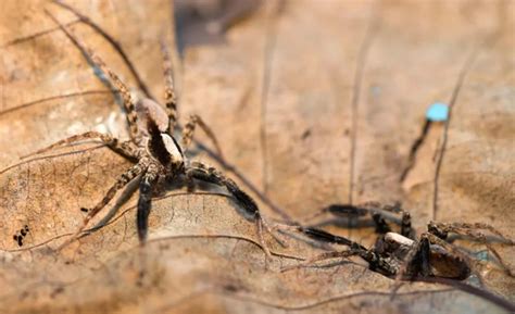 Dancing in the Moonlight: The Mating Rituals and Reproduction of Ivory Arctic Wolf Spiders