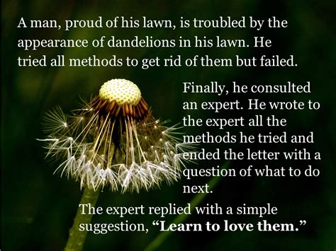 Dandelion: A Concise Life Story