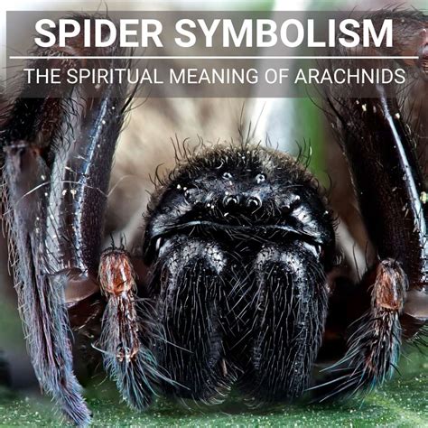 Dark Forces or Inner Strength? Analyzing the Duality of Spider Symbolism in Dreamscapes