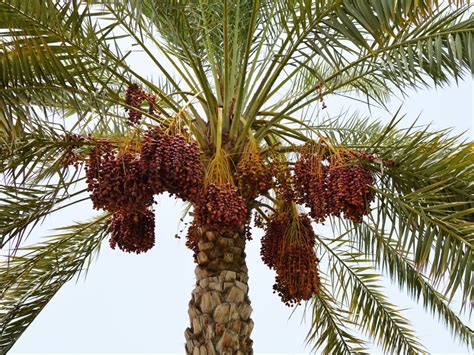 Date Palm Trees Across Cultures: A Comparative Exploration