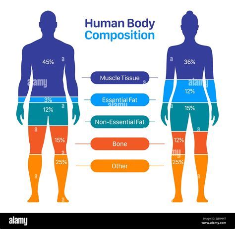 David Edwards' Physical Attributes and Body Composition