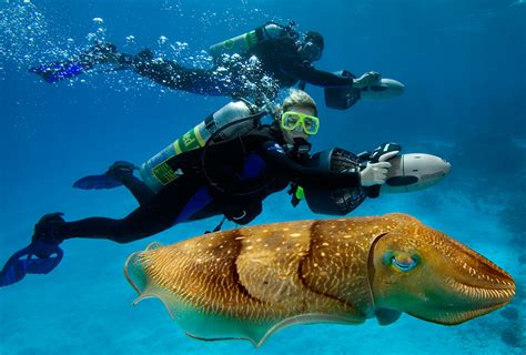 Dazzling under the Sea: Exploring the World of Transparent Marine Beings