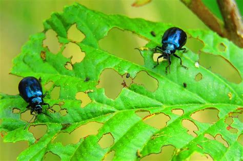 Dealing with Common Pests and Diseases