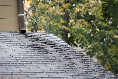 Dealing with Common Roofing Problems: Leaks, Cracks, and Pests