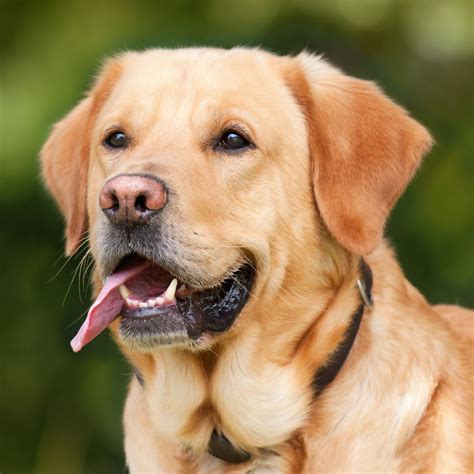 Debunking Common Myths about Labrador Retrievers' Dark-Coated Companions