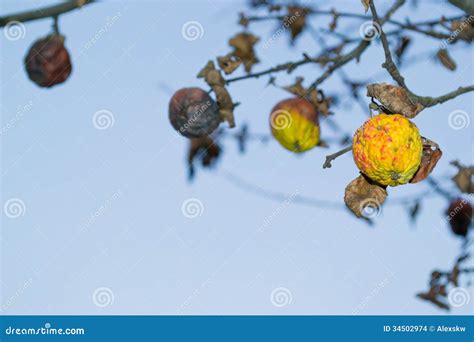 Deciphering Dreams Featuring a Dried or Withered Apple Tree