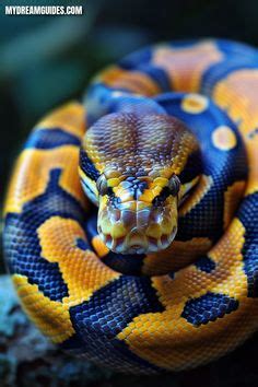 Deciphering Dreams about Serpents and Reptiles: Insights and Approaches