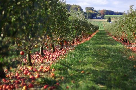 Deciphering Dreams of Ascending or Descending from a Fruitful Orchard