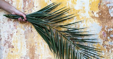 Deciphering Dreams of Descending Palm Foliage: Unveiling Their Significance