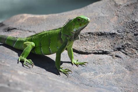 Deciphering Reptilian Reveries: Decoding the Significance of Lizard Dreams