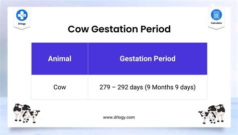 Deciphering Various Scenarios of Cow Dreams Throughout the Gestation Period