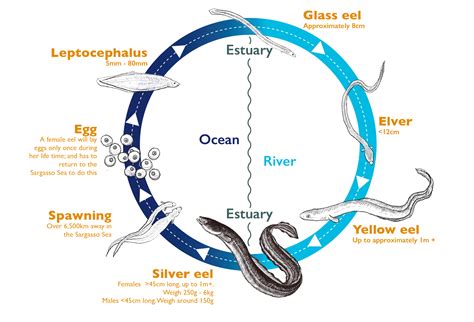 Deciphering the Cryptic Life Cycle of the Elusive Obsidian Eel